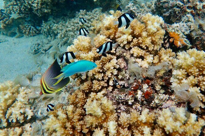 Fijis Best Dolphins tour and Snorkeling Adventure - FAQ