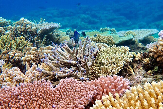 Fijis Best Dolphins tour and Snorkeling Adventure - Final Thoughts