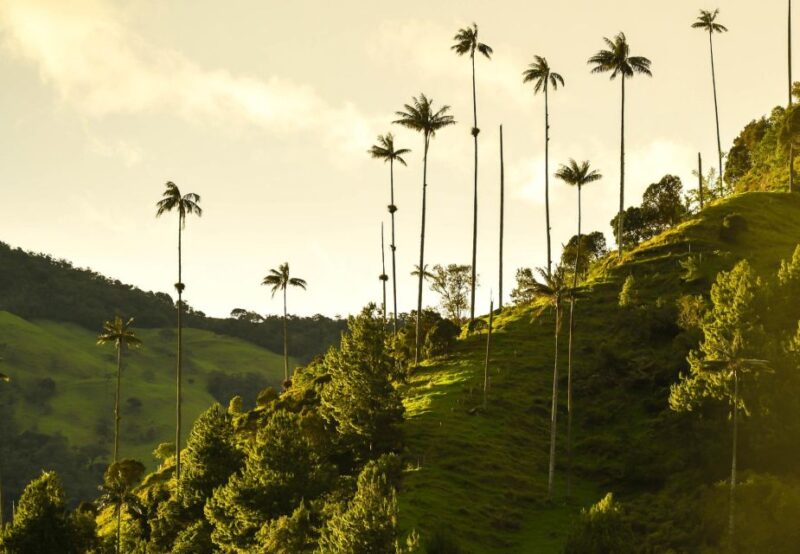 Filandia, Salento and Cocora Valley Private Tour - Itinerary