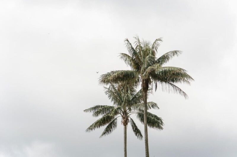 Filandia, Salento and Cocora Valley Private Tour - Highlights