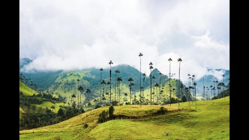 Filandia, Salento and Cocora Valley Tour - Important Information for Participants