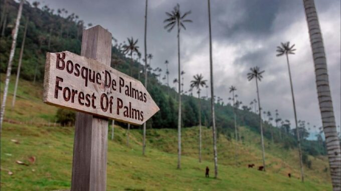 Filandia, Salento and Cocora Valley Tour - Explore Picturesque Towns