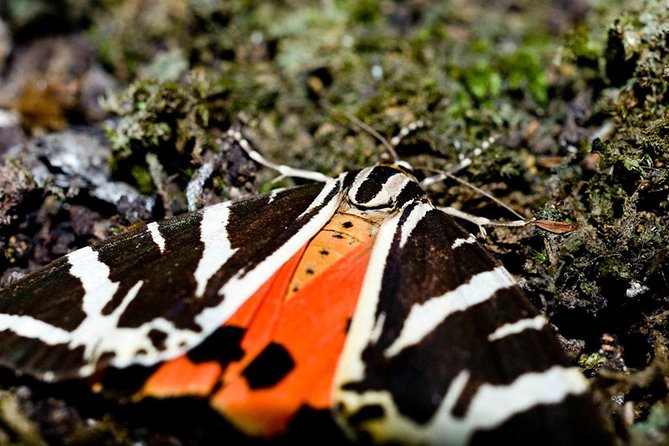 Filerimos Hill & Butterflies Valley Adventure! - Seasonal Attractions