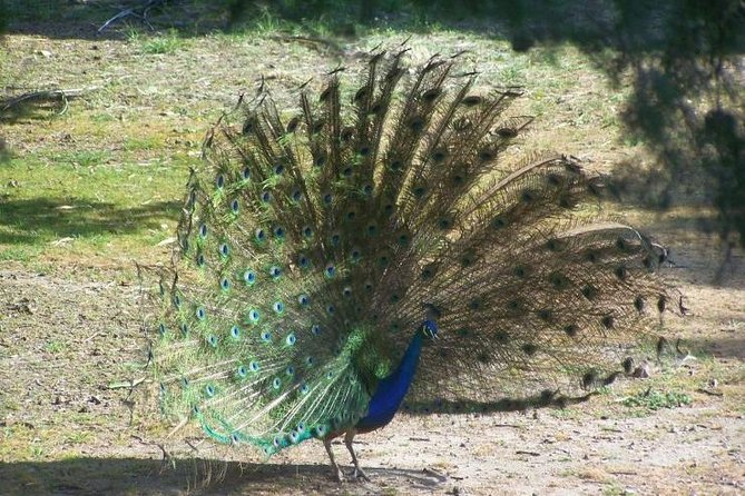 Filerimos Hill & Butterflies Valley Adventure! - Reservation Information