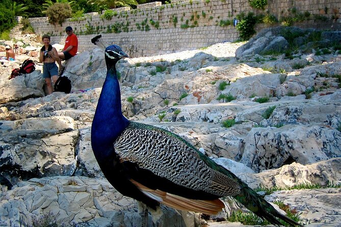 Filerimos Hill & Butterflies Valley Adventure! - Contact and Support
