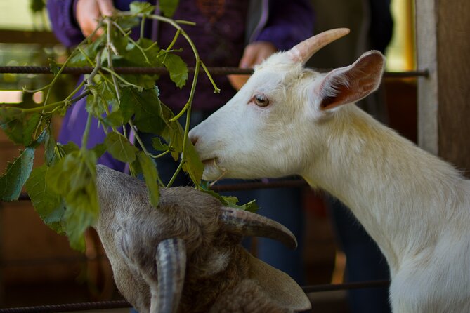 Finca El Paraiso Farm Cheese Tour in Monteverde - Hands-on Cheesemaking and Tortilla Making