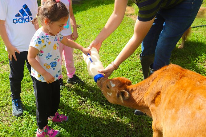 Finca El Paraiso Farm Cheese Tour in Monteverde - Interacting With the Free-Roaming Animals