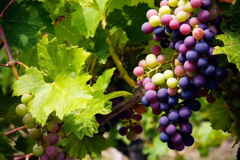 Fine Wining, Saturday - Pricing and Booking