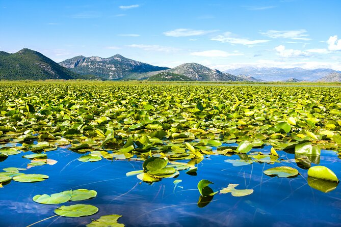 Finest Wines of Montenegro Private Tour With Lake Cruise - Highlights of Skadar Lake Cruise