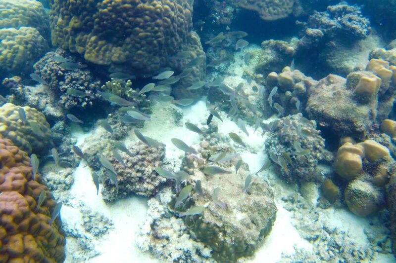Finger Island & Dam Ngang Island Full-Day Snorkeling Tour - Pickup & Drop-off