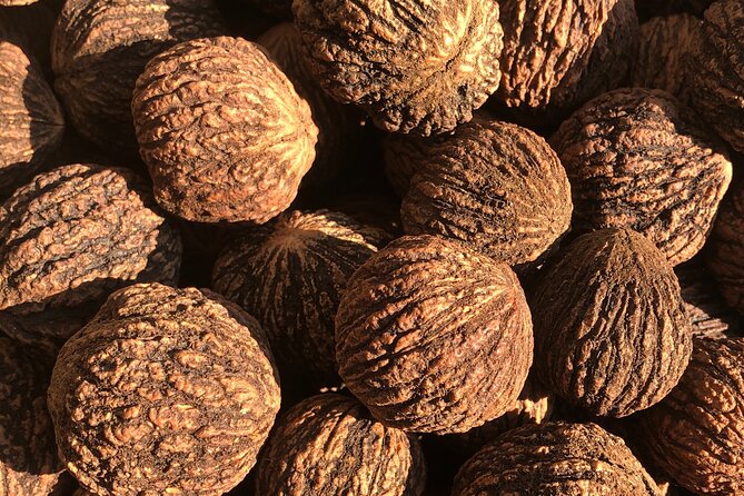 Finger Lakes Guided Outdoor Black Walnut Tour With Tasting - Guest Information