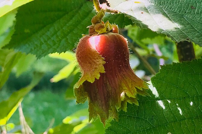 Finger Lakes Guided Outdoor Black Walnut Tour With Tasting - Booking Information