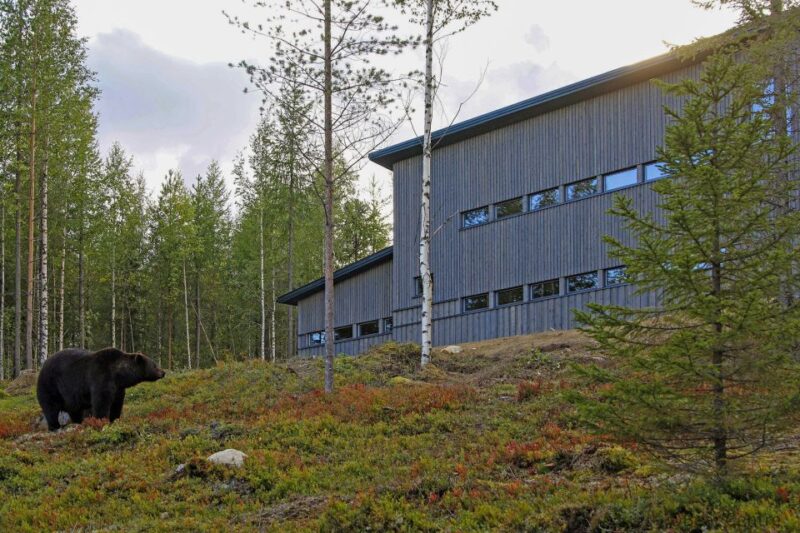 Finland: Bear Watching, Evening Trip - Customer Feedback and Ratings