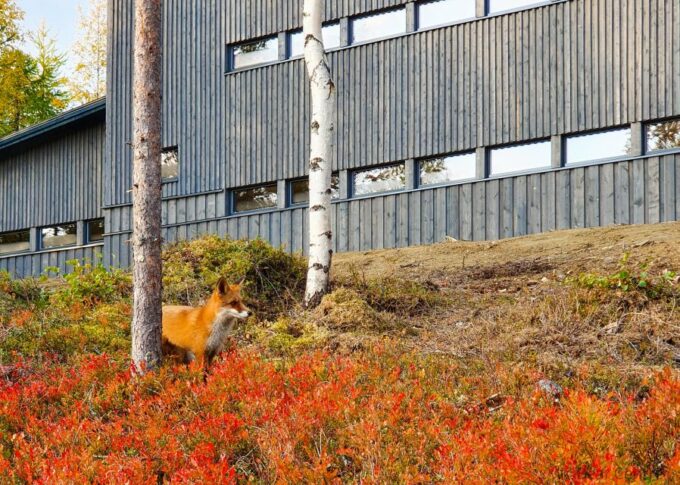 Finland: Bear Watching, Evening Trip - Cancellation Policy and Payment Options