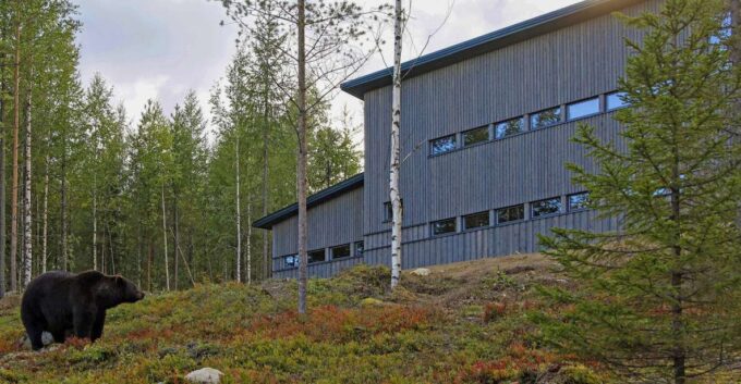 Finland: Bear Watching, Evening Trip - Sum Up