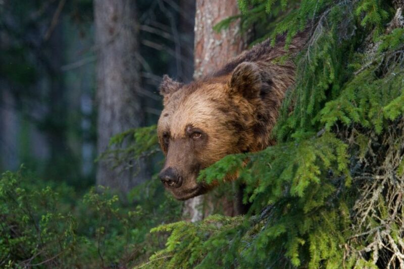 Finland: Bear Watching, Night Trip - Overview and Experience