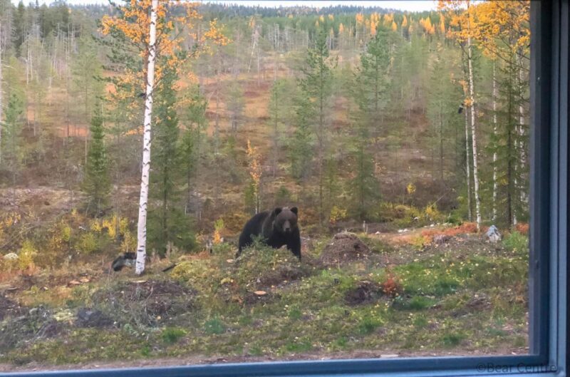 Finland: Bear Watching, Night Trip - Ideal for Groups