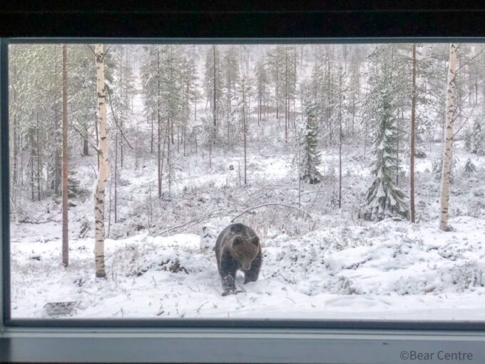Finland: Bear Watching, Night Trip - Safety and Precautions