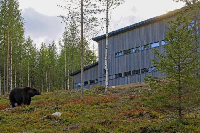 Finland: Bear Watching, Night Trip - Customer Reviews