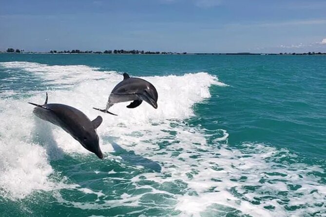 Fins Up - Dolphin & Island Sandbar Adventure in Clearwater Beach - Customer Experiences and Feedback