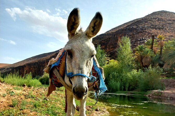Fint Oasis Private Day Hike - Private Tour Experience