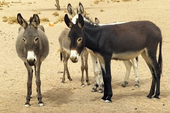 Fint Oasis Private Day Hike - About Guide Amdrar Maroc