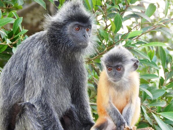 Fireflies and Hot Spring Nature Tour Review - Key Points