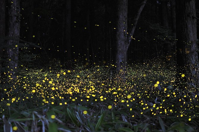 Fireflies Tour and Batu Cave Visit With Boat Ride and Seafood Dinner - Inclusions and Pricing