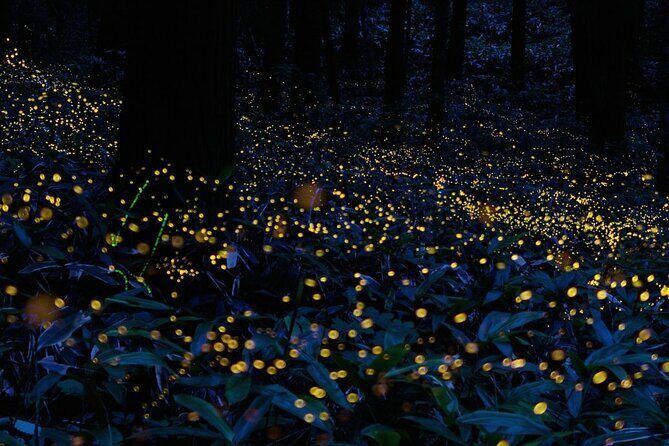 Firefly Sanctuary Tour in Puebla - Key Points