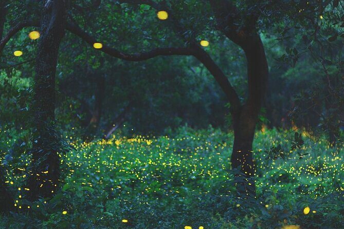 Firefly Sanctuary Tour in Puebla - What Travelers Can Expect