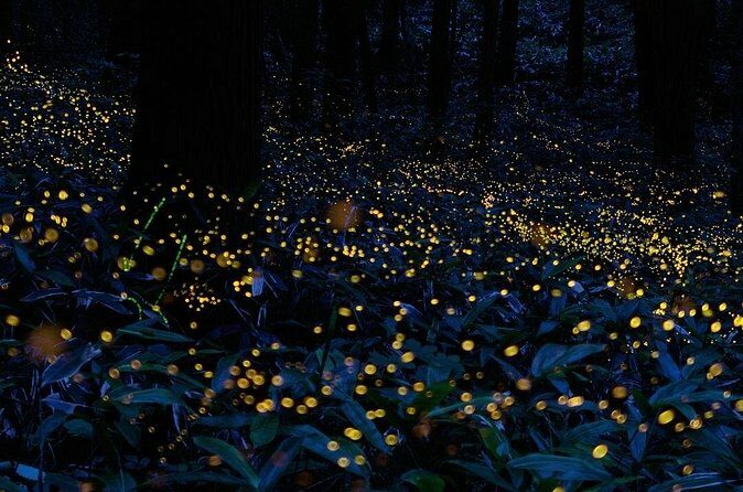 Firefly Sanctuary Tour in Puebla - FAQ