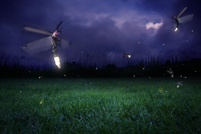Firefly Tour Include Seafood Dinner With Free Boat Ride From Kuala Lumpur - Good To Know