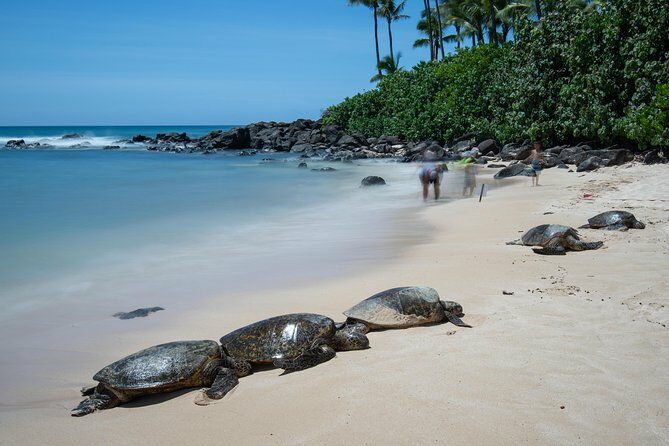 First Day Must: Oahu Sunrise & Circle Island Adventure - Final Thoughts