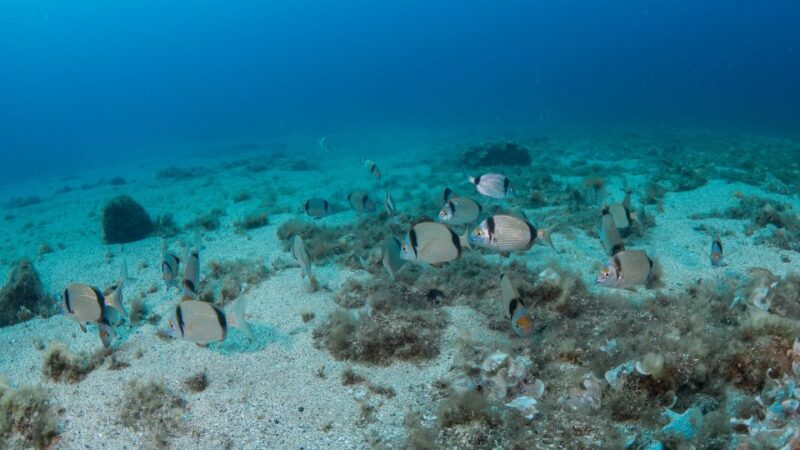 First Scuba Dive Experience for Children Aged 8-10 - Duration and Schedule