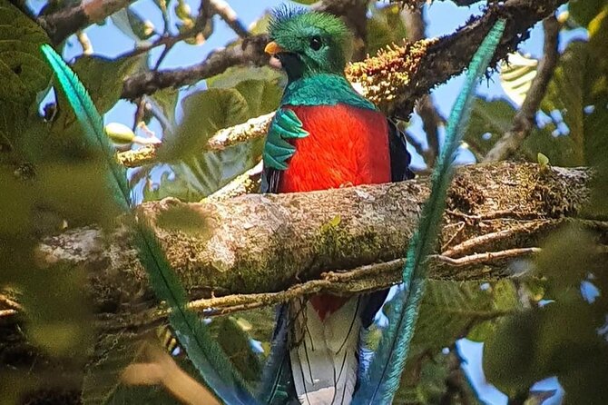 First Steps Into Birding in Monteverde - Key Points