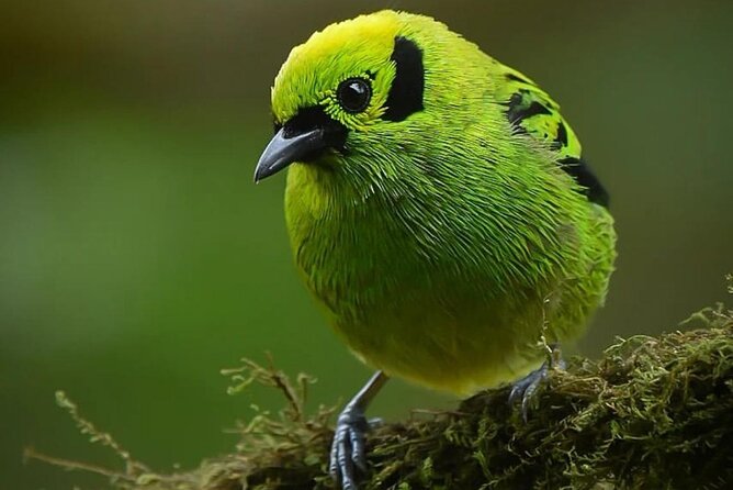 First Steps Into Birding in Monteverde - Tour Details and Inclusions