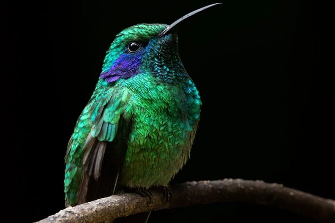 First Steps Into Birding in Monteverde - Diverse Bird Species Observation