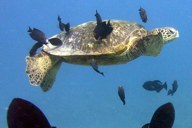 First Time Introductory Scuba Dive - Cancellation Policy