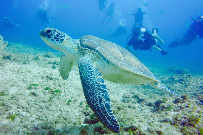First Time Scuba Diving Experience in Punta Cana - Guided Ocean Dive With Instructor