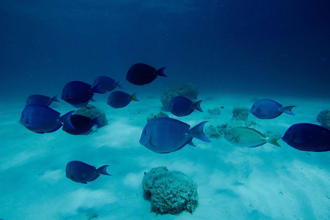 First Time Scuba Diving Experience in Punta Cana - Minimum Age and Fitness Requirements