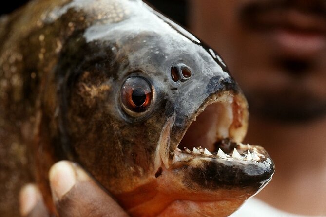 Fish in the Amazon River - Physical Fitness Level Requirements