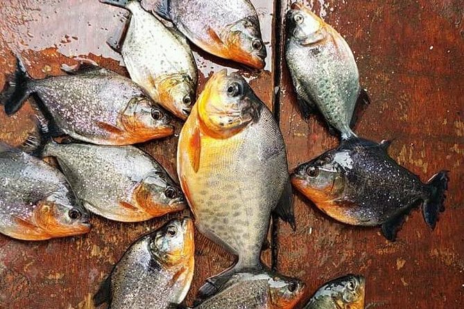 Fish in the Amazon River - Transportation and Confirmation Details
