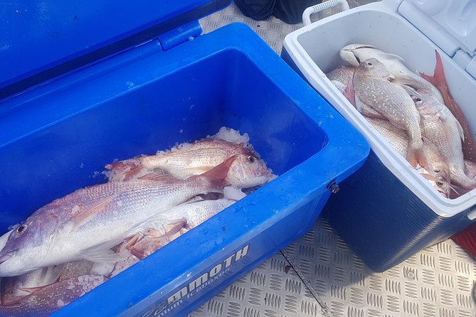 Fishing Charter - Hauraki Gulf - Reviews and Booking Information