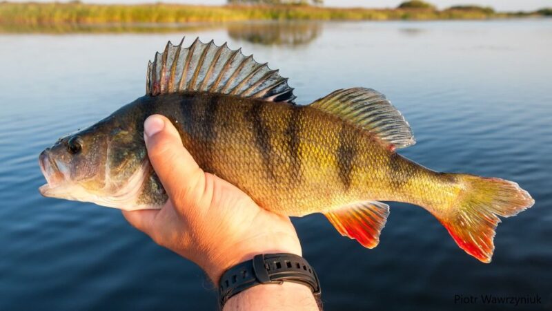Fishing Guide Southtyrol-Trento: Pike, Perch, Trout - Key Points