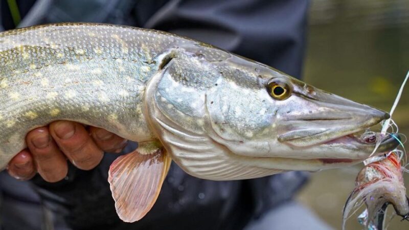 Fishing Guide Southtyrol-Trento: Pike, Perch, Trout - Pricing and Validity