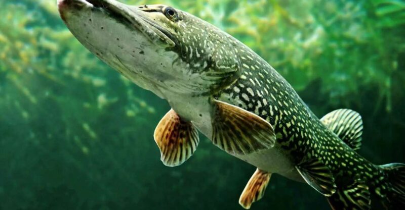 Fishing Guide Southtyrol-Trento: Pike, Perch, Trout - Languages Offered