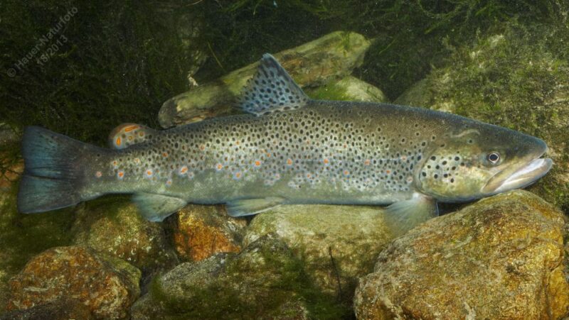 Fishing Guide Southtyrol-Trento: Pike, Perch, Trout - Fishing Experiences