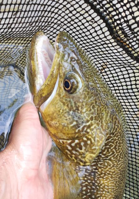 Fishing in the Dolomites: Book Your Wild Excursion! - Guided Fishing Details