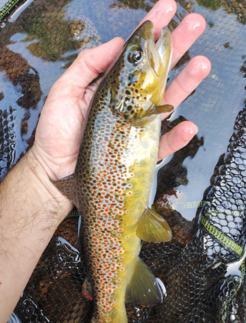 Fishing in the Dolomites: Book Your Wild Excursion! - Stunning Alpine Landscapes