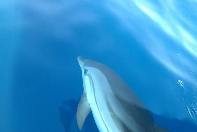 Fishing, Snorkelling & Dolphin Boat Tour - Booking and Inquiries